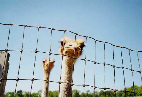 Ostrich